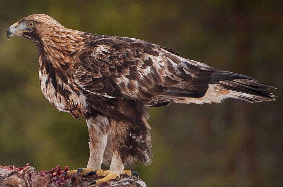 Golden Eagle with mottled brown, cream, and tawny plumage